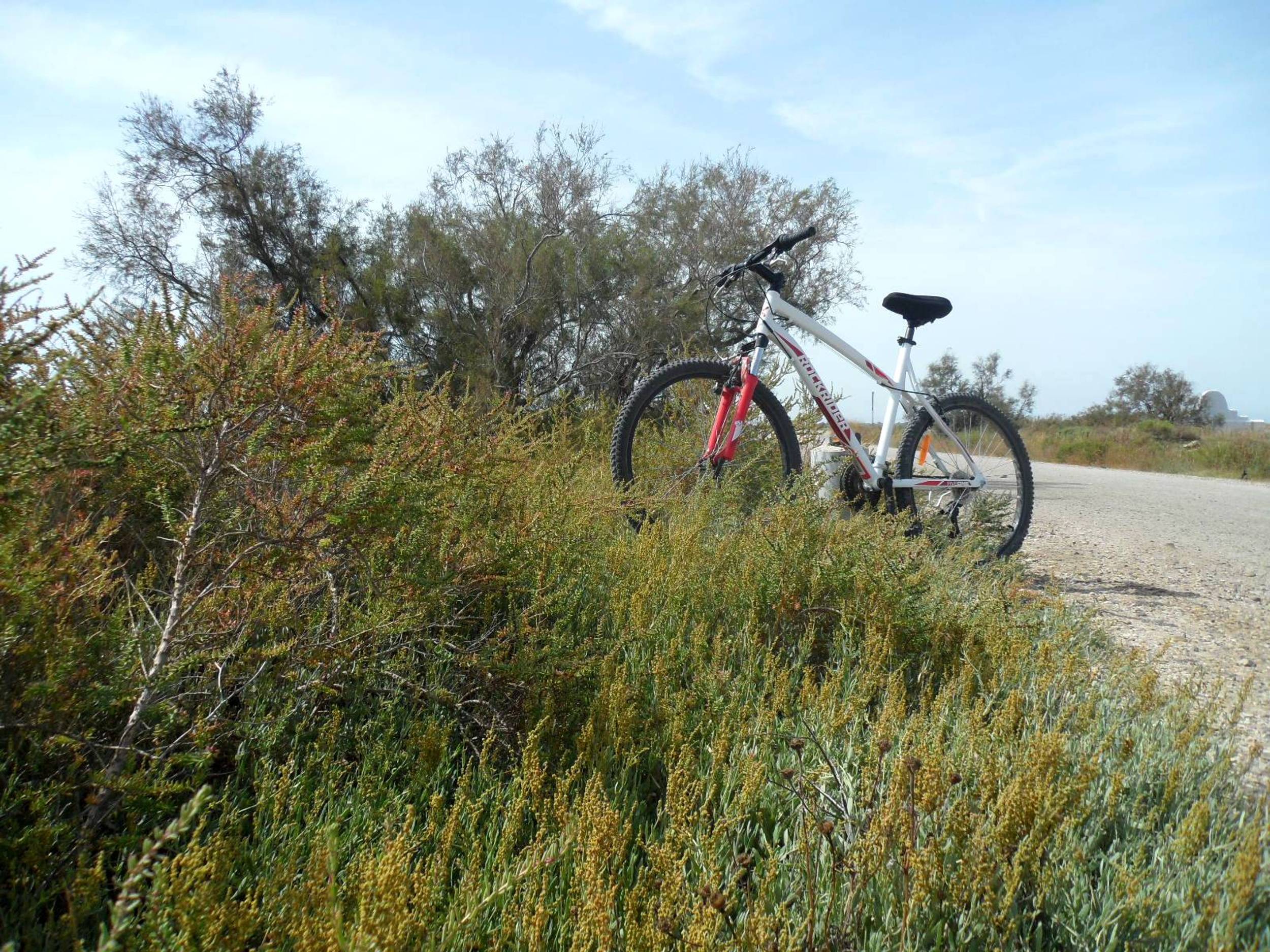SAINTS-MARIES-DE-LA-MER - À vélo, du bac du Sauvage à Cacharel — photo 2