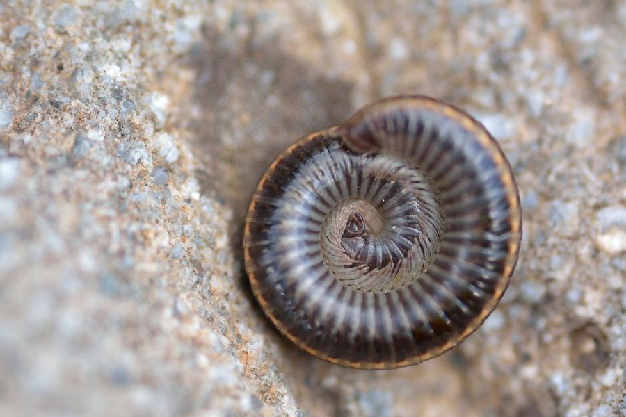 Une iule, enroulée tel un joli coquillage - © Mireille Coulon, Parc national des Ecrins. 060655_HD - © Mireille Coulon, Parc national des Ecrins.