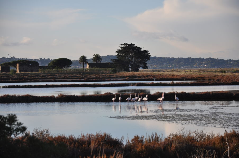 lpo observation des oiseaux visites salin des pesquiers