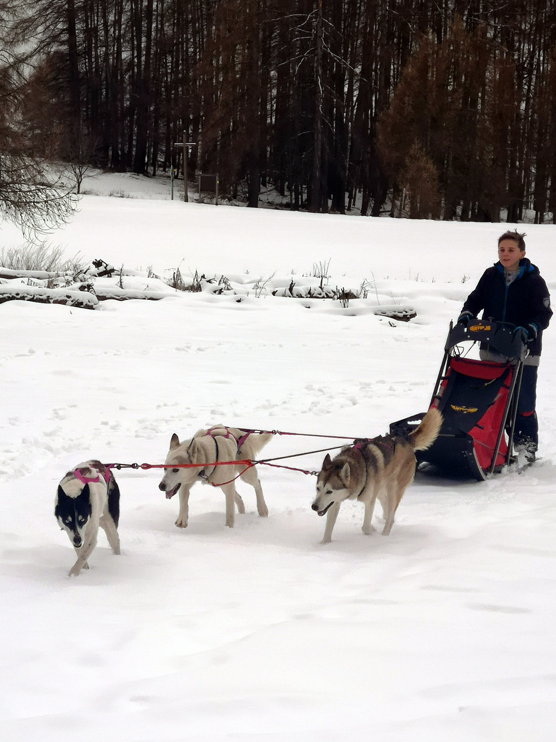 Conduite d'un attelage de chiens nordiques avec Passion traineau