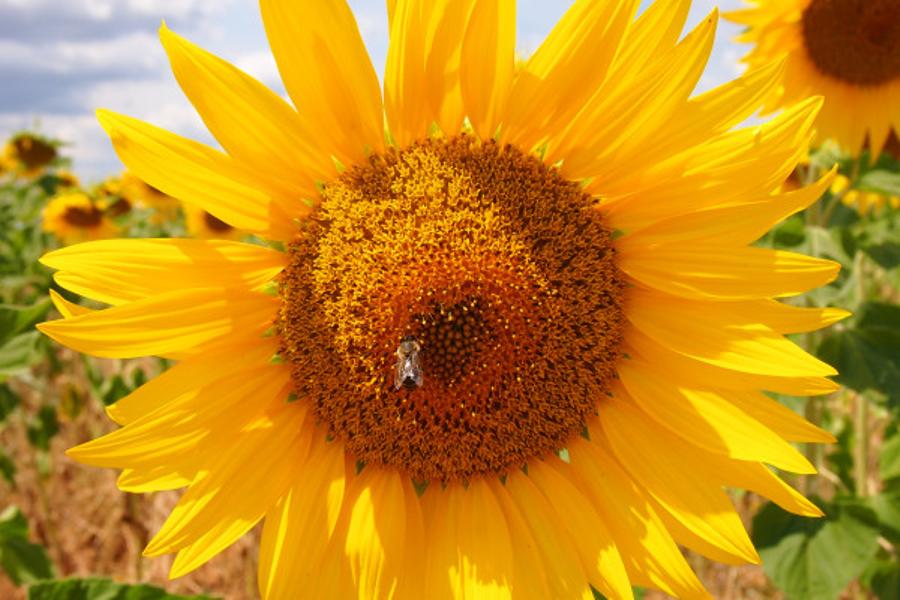 Champs de lavande à Valensole