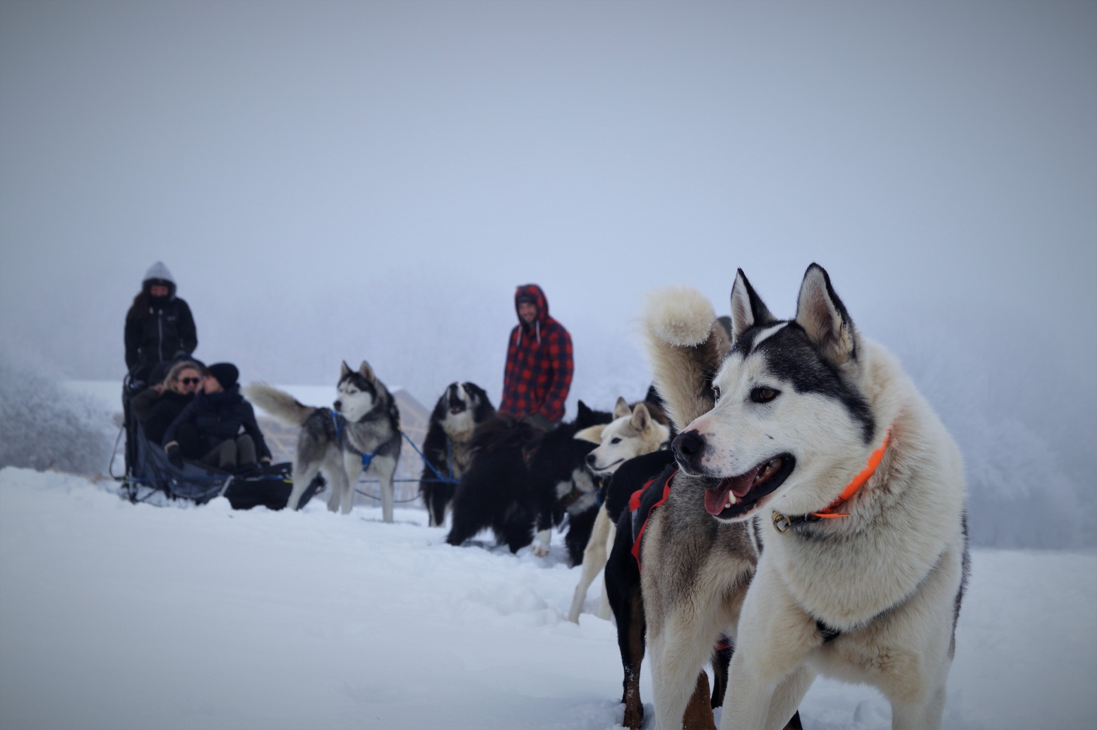 Mini-musher Ancelle