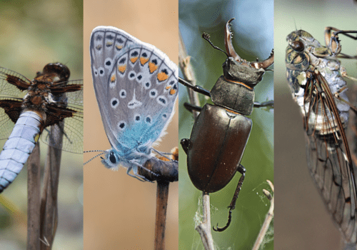 Fête de la science 2026 : Les insectes minusculement fascinants