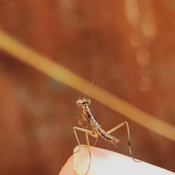 Visites et ateliers de la mini ferme d'animation Path'O Calme - Trept - Balcons du Dauphiné
