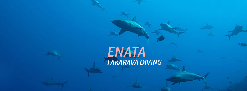 Enata Diving Center