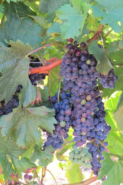 Visite estivale du Pradel : Découverte oenotouristique : un vignoble agroécologique