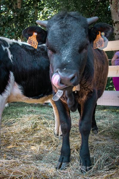 Fête au village_Les Contamines-Montjoie