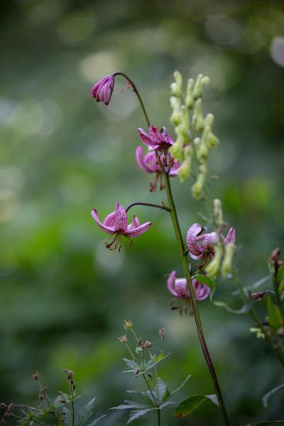 « On met les voiles » Journée Plantes et jouets !_L'Argentière-la-Bessée