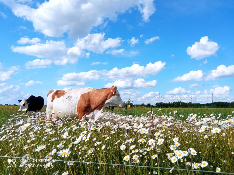 La Ferme des Granges