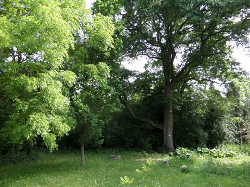 Arboretum municipal Roger de Vilmorin, Verrière le buisson