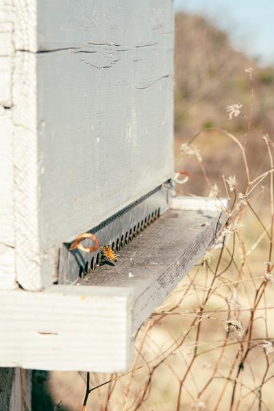 Abeille entrant dans une ruche