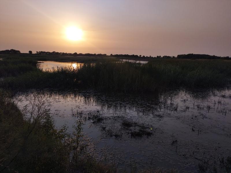 La vie des Zones Humides au crépuscule