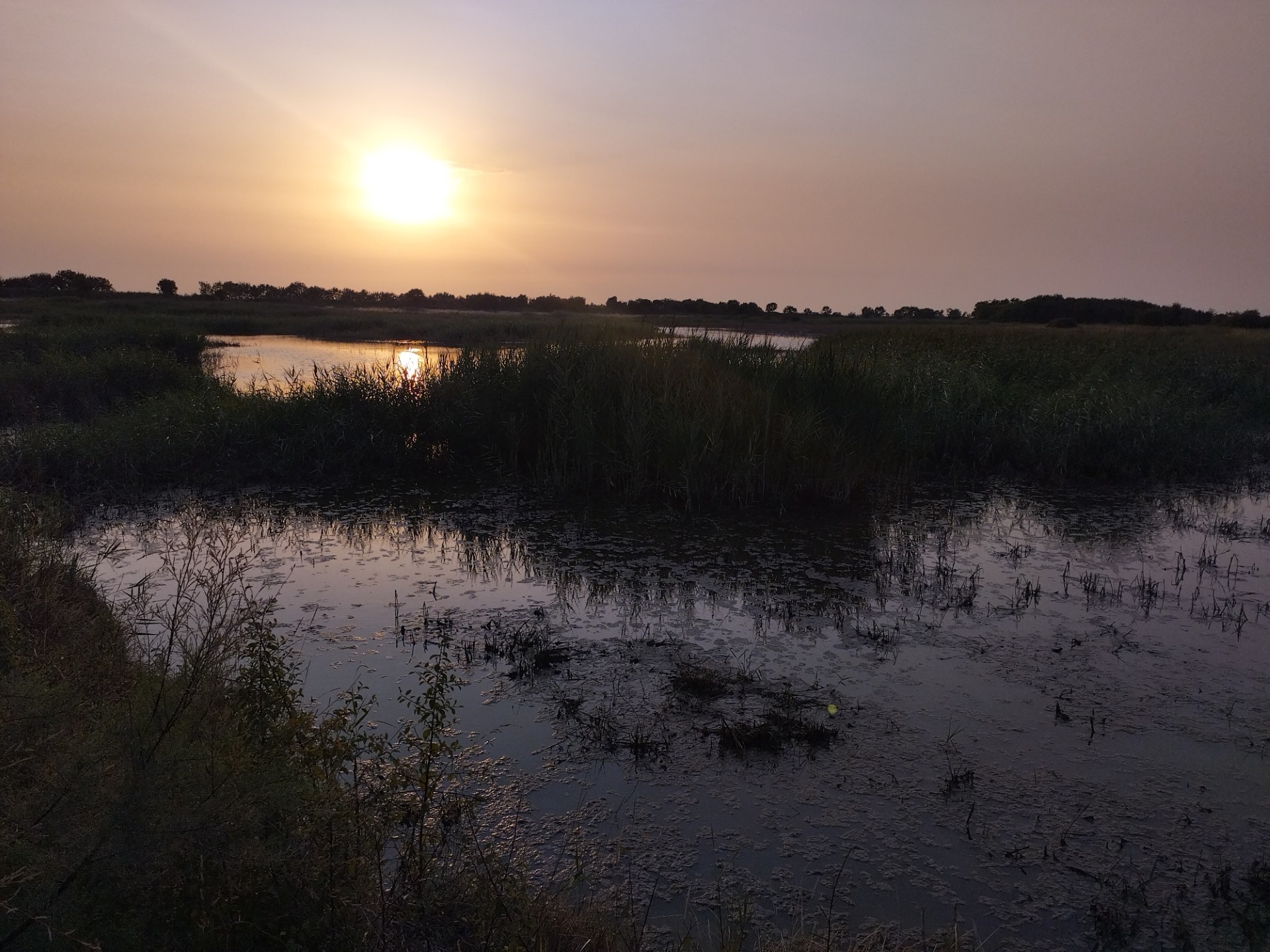 La vie des Zones Humides au crépuscule