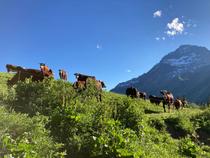 Le troupeau de vaches Abondance sous la Dent Parrachée