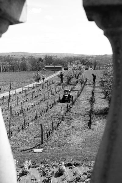EARL Noël Martin - viticulteur - Saint-Chef, cité abbatiale - Balcons du Dauphiné