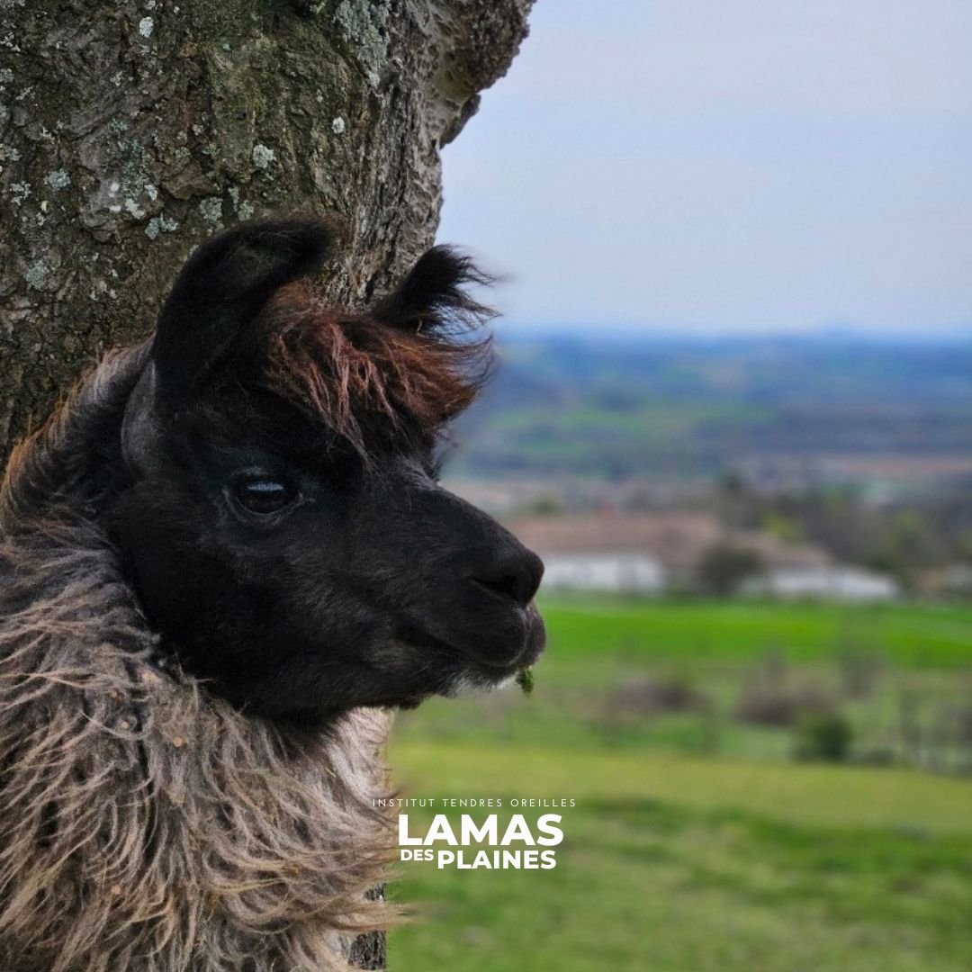 Lamas