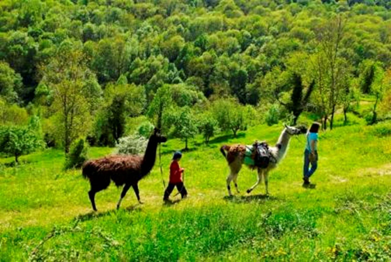 Balade avec les lamas