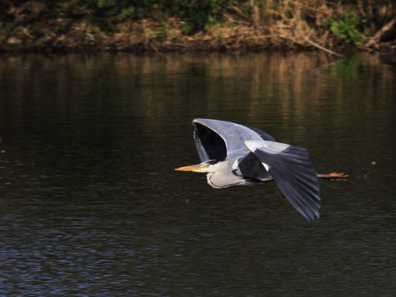 Visite guidée ornithologique à l’Écopôle du Forez_Chambéon