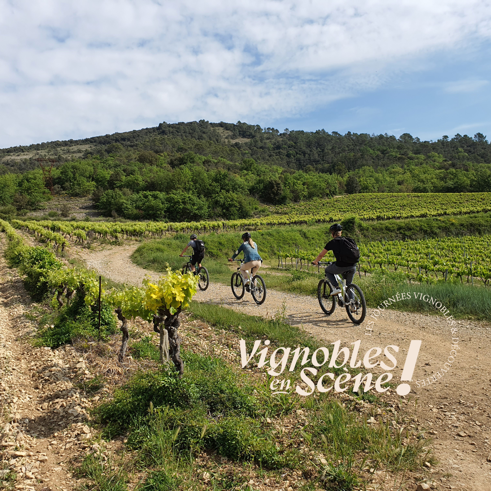 Vignobles en scene El Desorden(5)