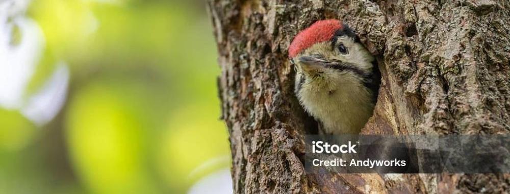 Balade photo: quels oiseaux au bois de la Vauve ? 