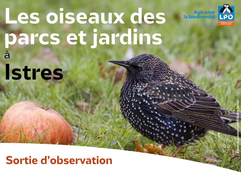 Les oiseaux des parcs et jardins à Istres avec la LPO