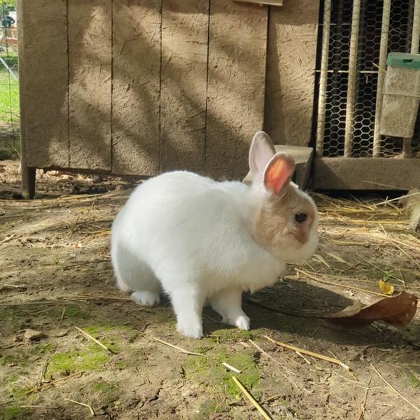 Visites et ateliers de la mini ferme d'animation Path'O Calme - Trept - Balcons du Dauphiné
