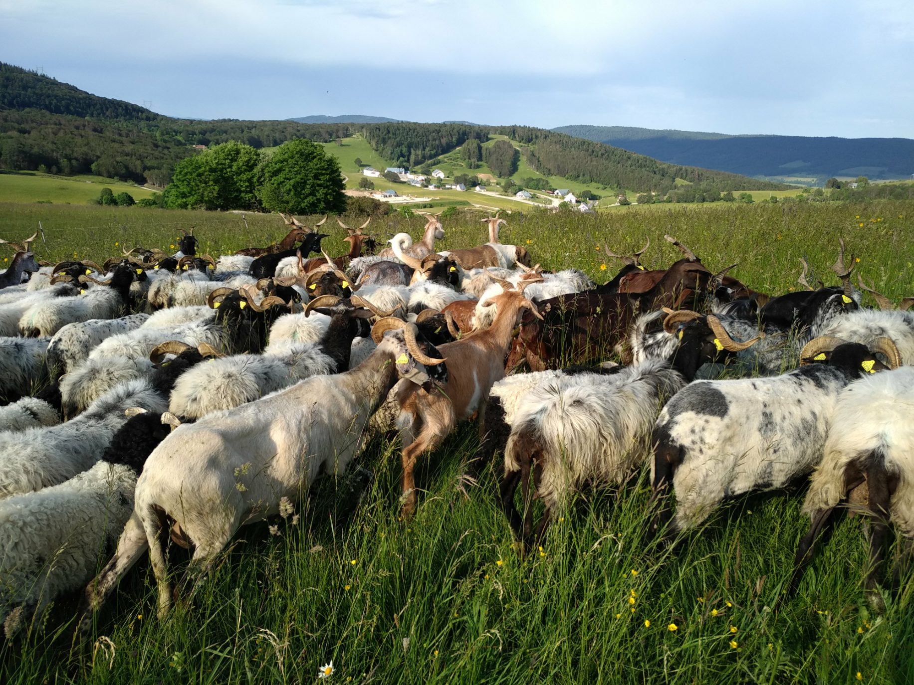 Hiking herd with the sheepfold 
