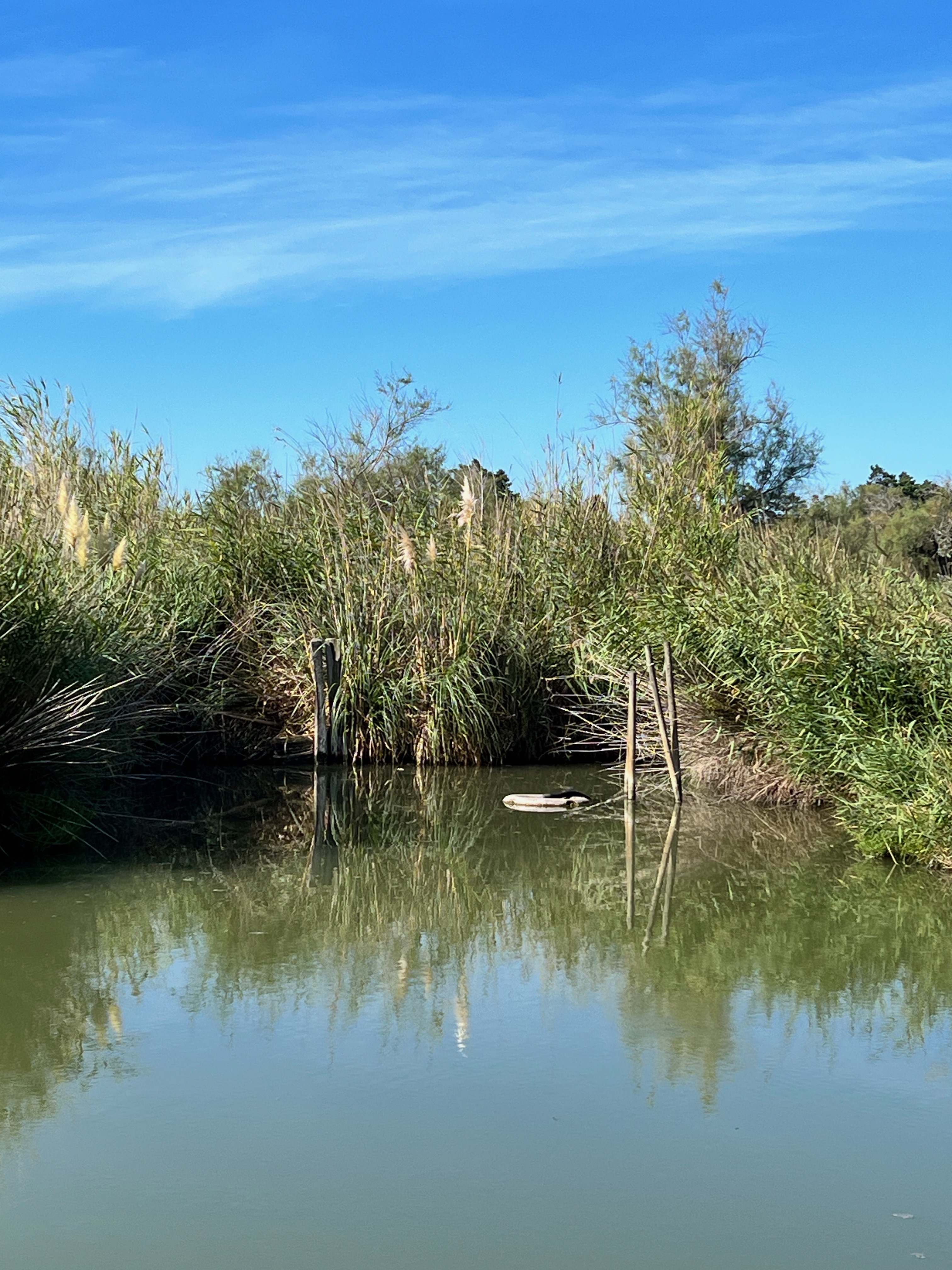 Le Petit Train Camarguais, Saintes-Maries-de-la-Mer - photo 9