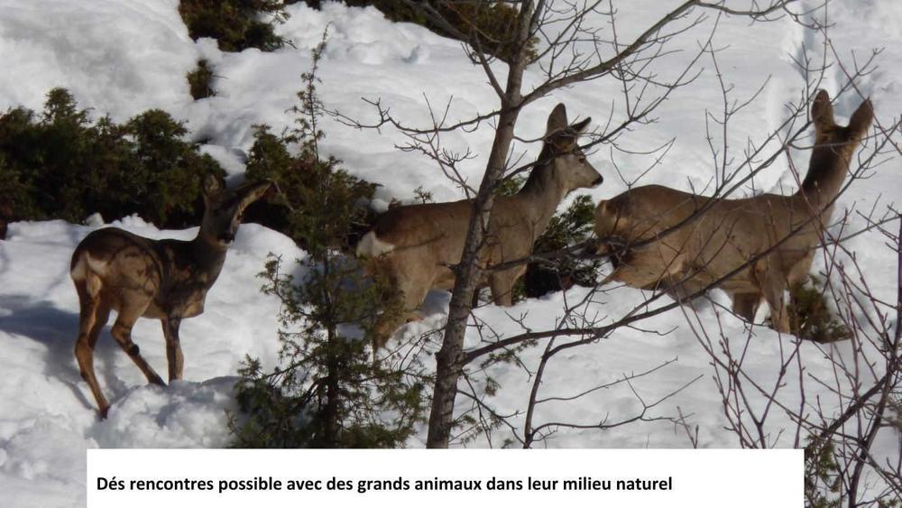 une faune nombreuse et diversifiée 