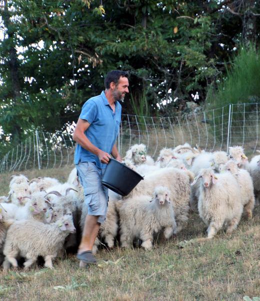 Mohair d'Ardèche