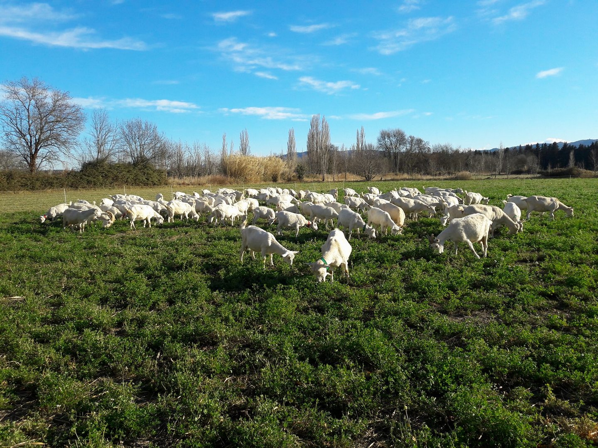 La Fromagerie des Alpilles