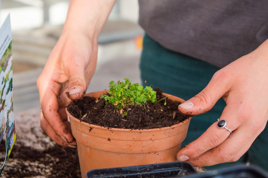 Ateliers Adolescents / Adultes - Plan de culture et premier semis_Grenoble