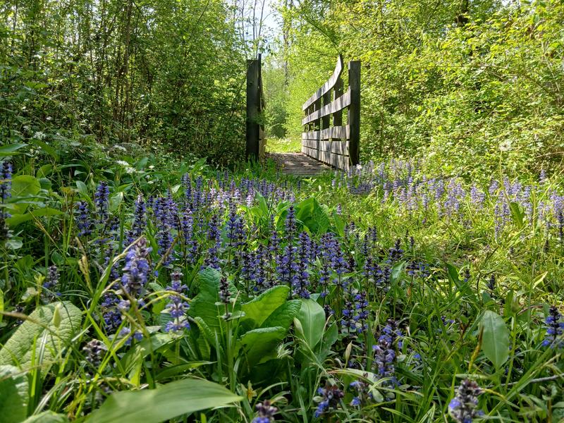 Parcours aménagé sur l'ancien méandre du Saugey Parcours aménagé sur l'ancien méandre du Saugey