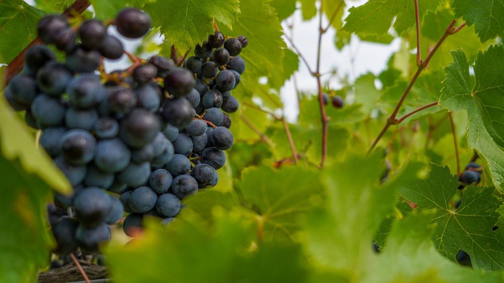 Itinéraire pédestre 