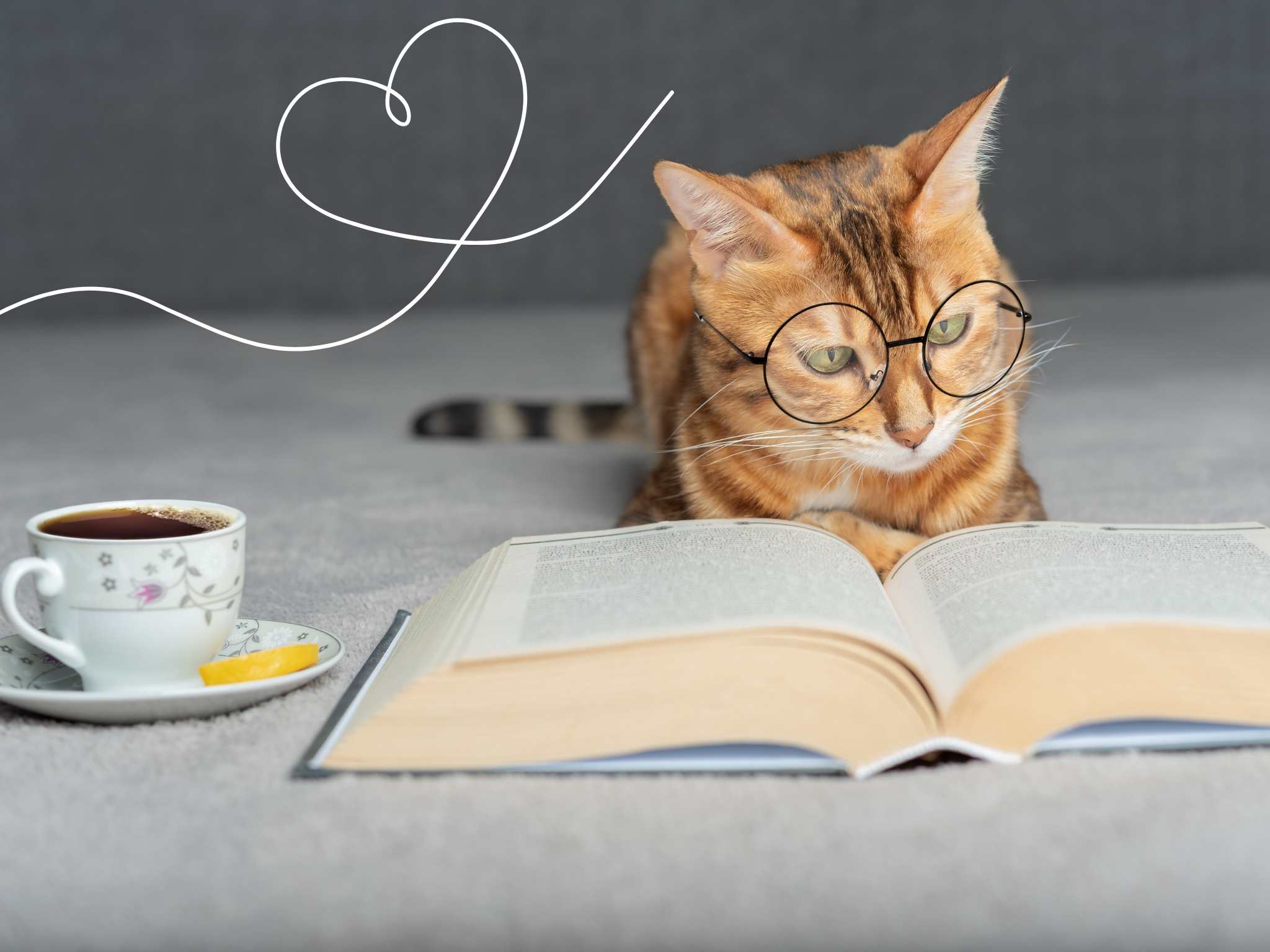 Les coups de cœur du Chat