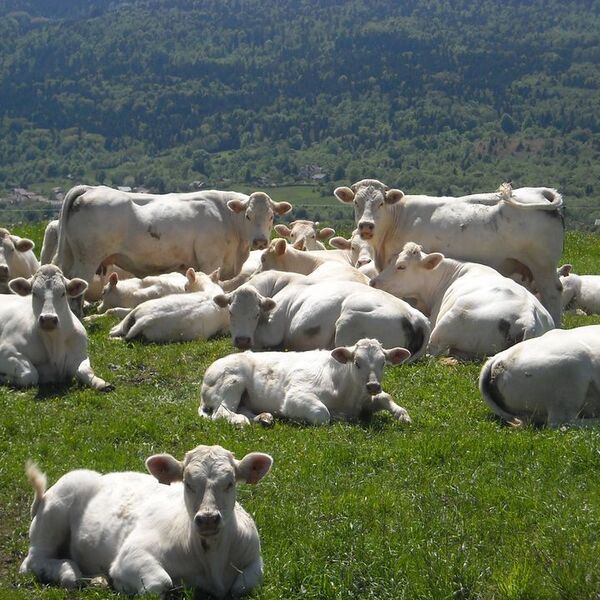 Vente de viande charolaise à Hotonnes