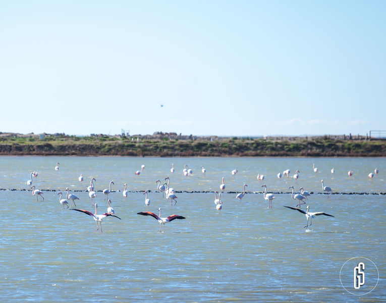 lpo observation des oiseaux visites salin des pesquiers