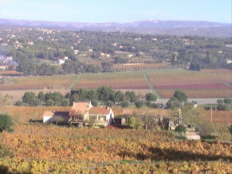 Bégude Vineyard - Vines view - Régine Tomasini