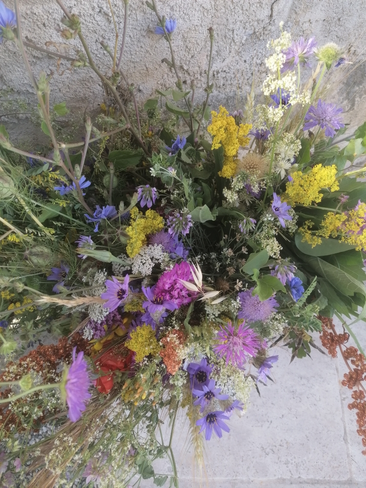 Journée autour des plantes