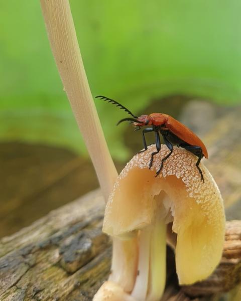 Visites et ateliers de la mini ferme d'animation Path'O Calme - Trept - Balcons du Dauphiné