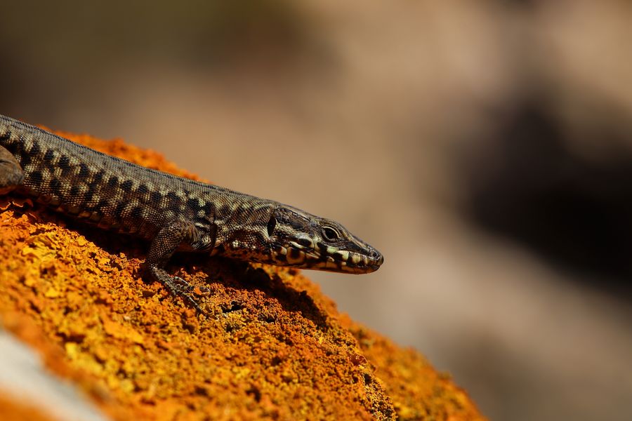 Lézard des Murailles