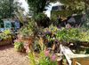 pepiniere auvergne Ⓒ Les jardins des hurlevents