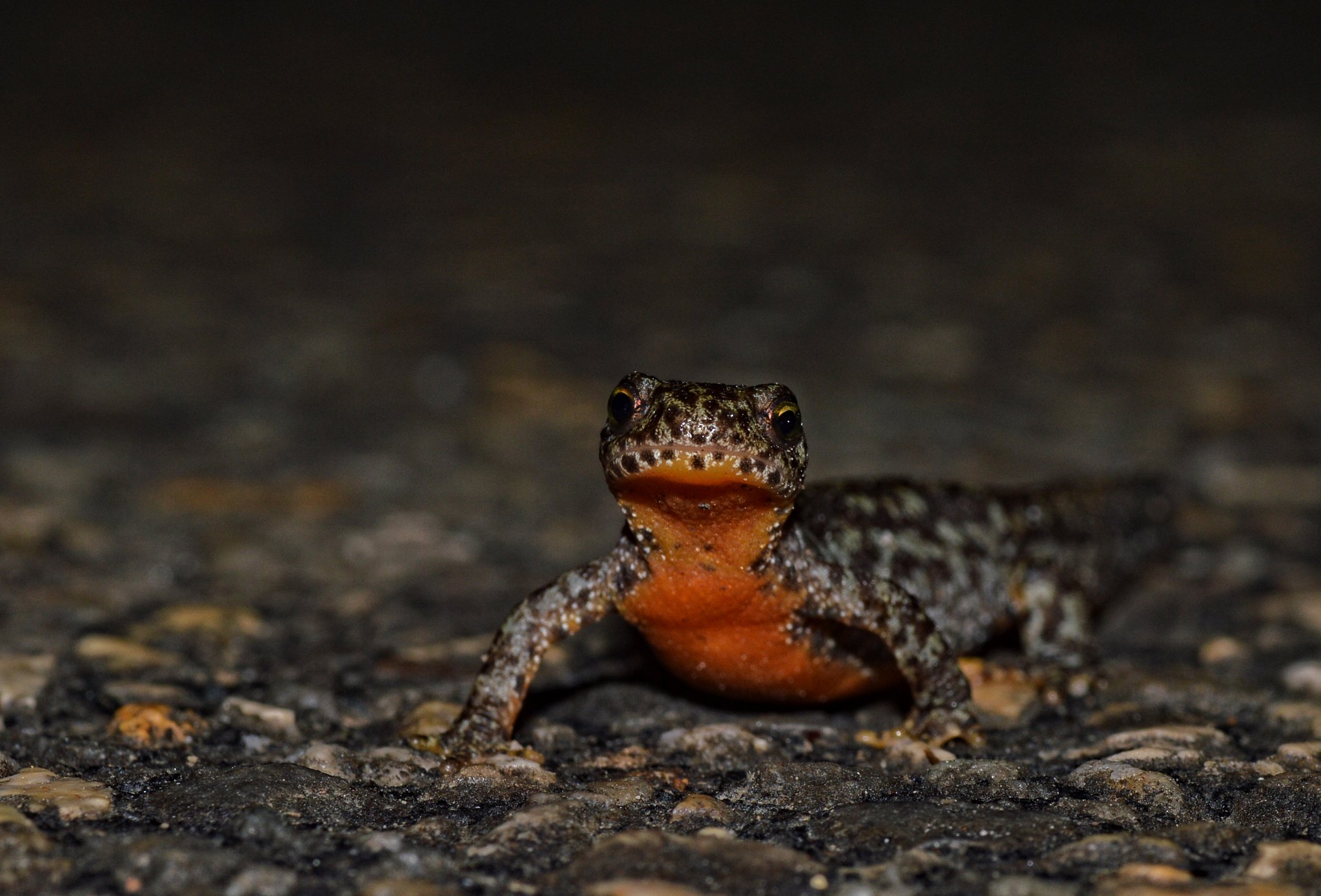 Photo d'un Triton alpestre