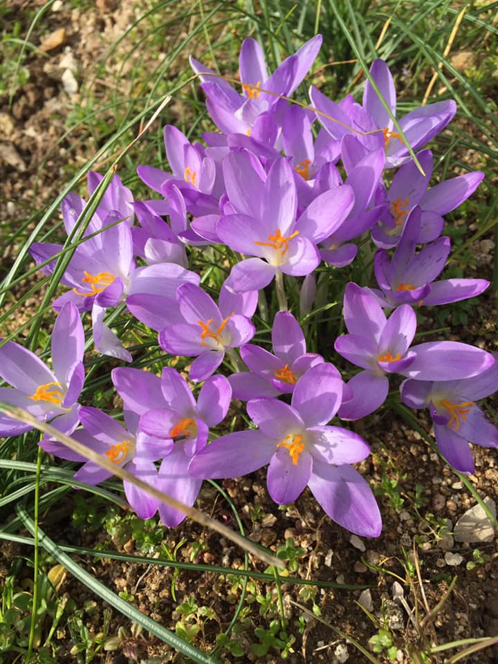 Fleurs de safran