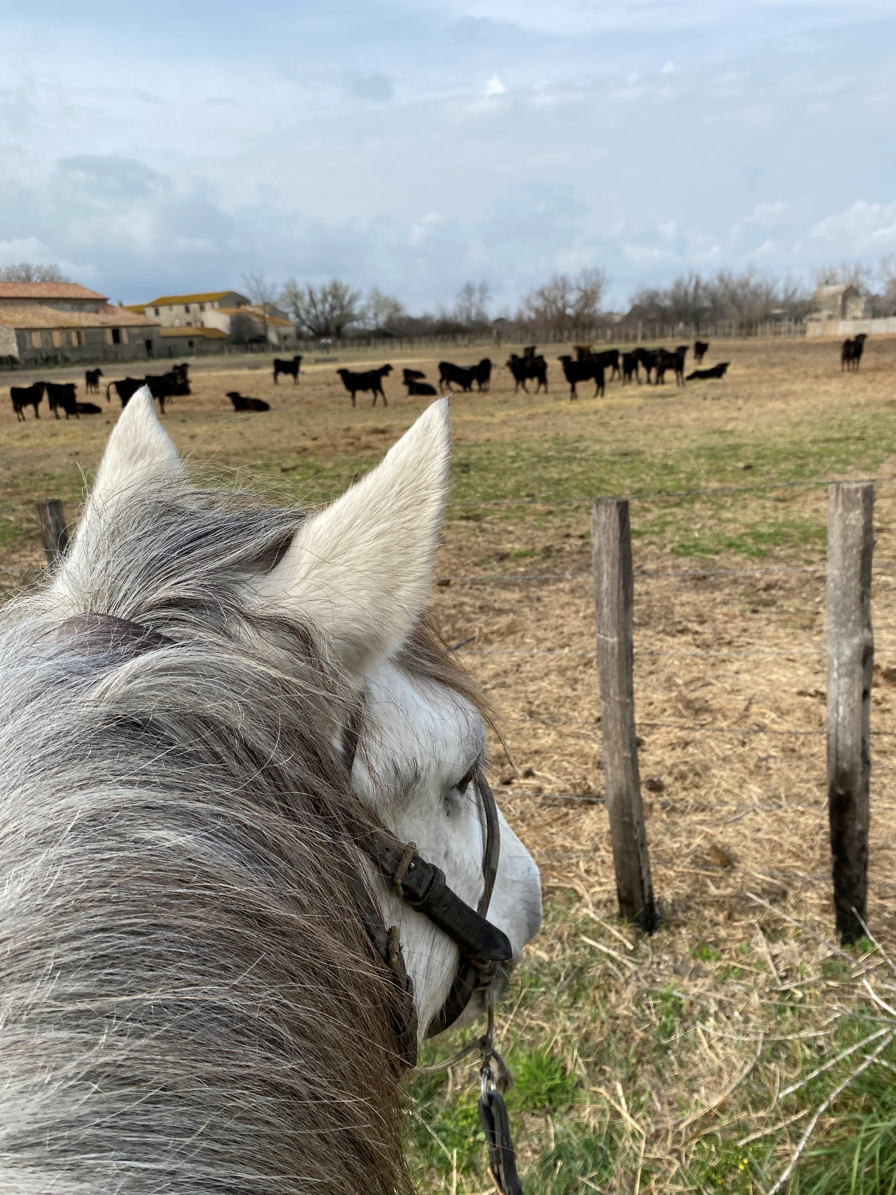 Promenade à cheval de Layalle