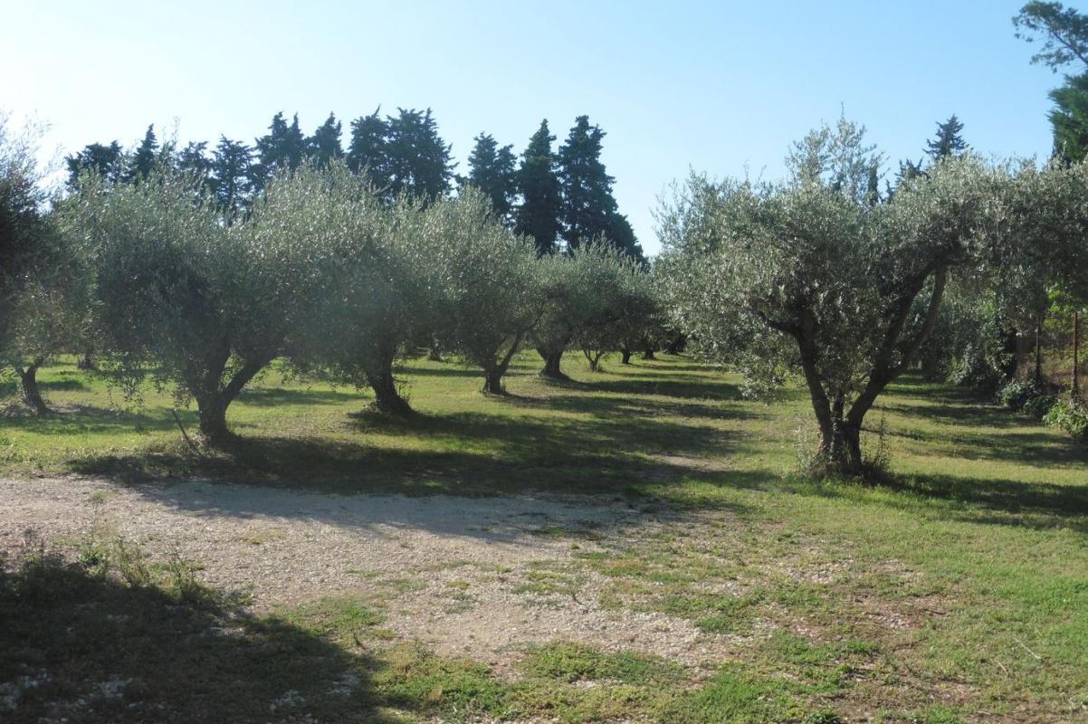 Gîte du Mas des Oliviers, Saint-Pierre-de-Mézoargues - photo 25