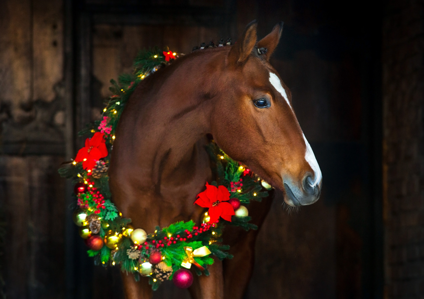 [Noël à Aubenas] : Poneys magiques