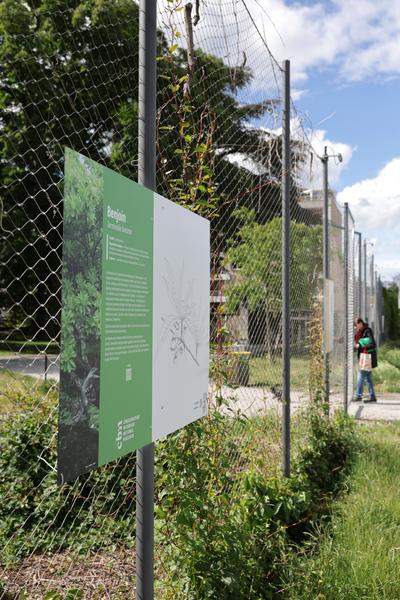 Exposition - Ex(s)istere, une ode au Végétal sauvage_Saint-Étienne