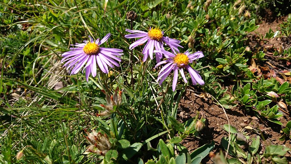 Pictonary botanique_Val-Cenis