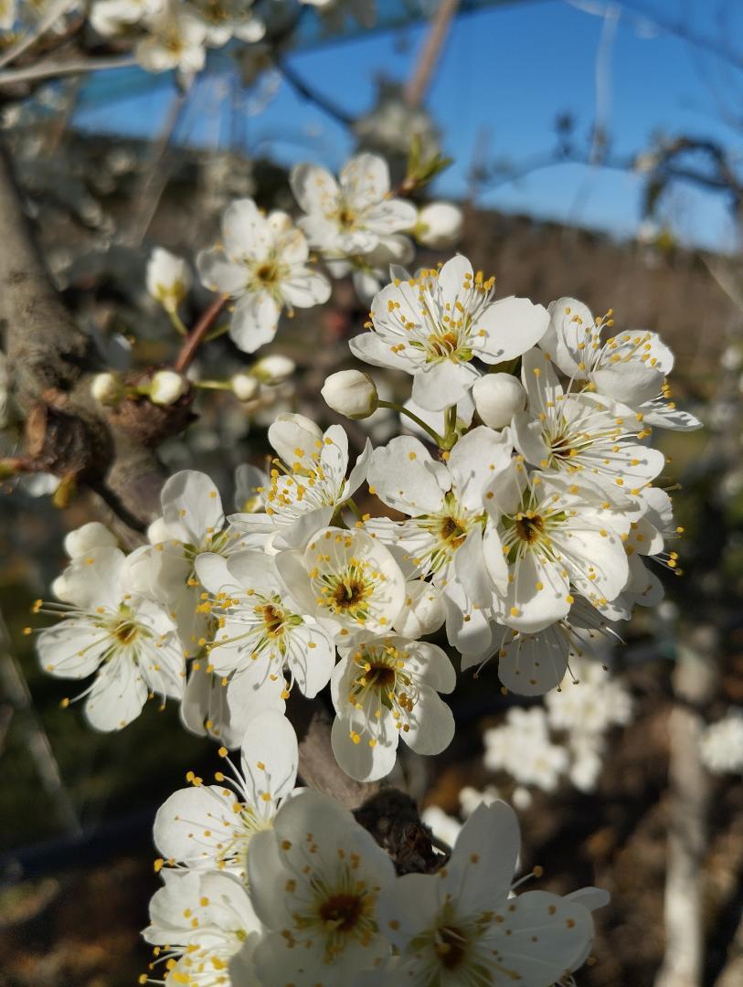 Gîte du Grand Mas, Noves - photo 14